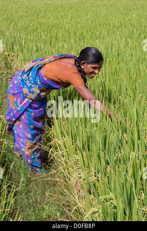 Indische Frau Prüfung reif Reis pflanzen zu sehen, wenn sie zur Ernte bereit sind. Andhra Pradesh, Indien Stockfoto