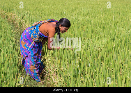 Indische Frau Prüfung reif Reis pflanzen zu sehen, wenn sie zur Ernte bereit sind. Andhra Pradesh, Indien Stockfoto