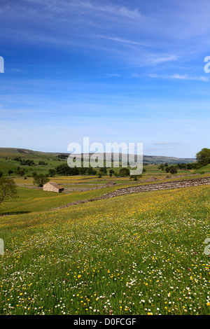 Blick über Blumen Wiese, Raydale, Yorkshire Dales National Park, England, Vereinigtes Königreich Stockfoto