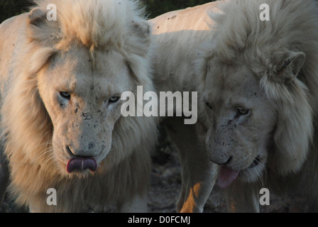 2 weiße männliche Brüder Löwenkopf auf Nahaufnahme Stockfoto