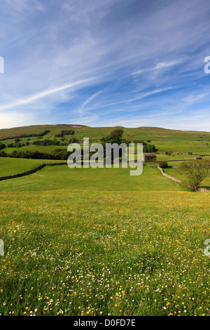 Blick über Blumen Wiese, Raydale, Yorkshire Dales National Park, England, Vereinigtes Königreich Stockfoto