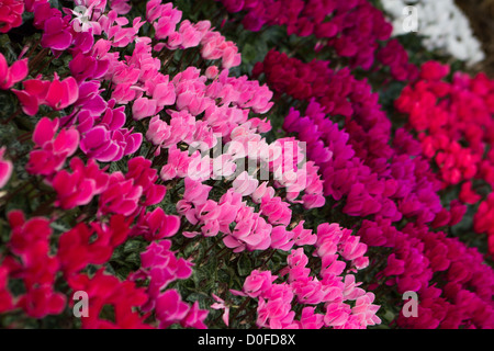 Gartenblumen (Alpenveilchen) für Verkauf Garten Zentrum Salisbury England Stockfoto