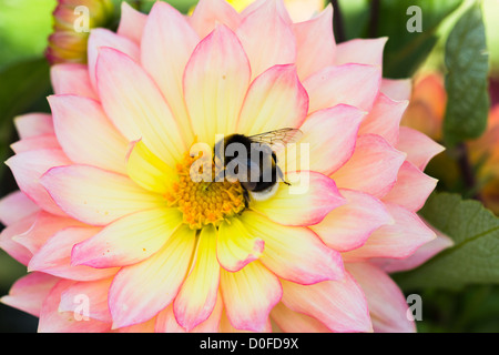 Bumblebee sammeln Nektar Sommer England Stockfoto