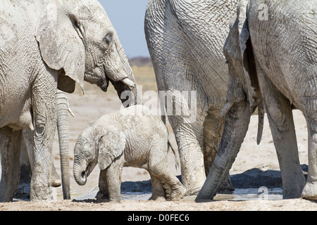 Baby-Elefant zwischen seiner Herde Stockfoto