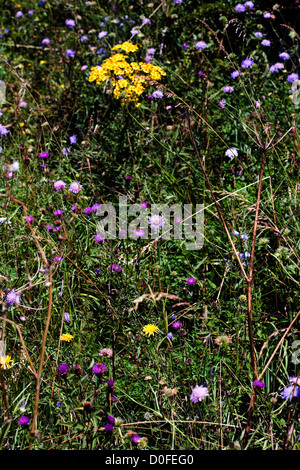 Feld, Witwenblume und Oxford Kreuzkraut Blüte durch Fußweg Wharram Percy Yorkshire Wolds England Stockfoto