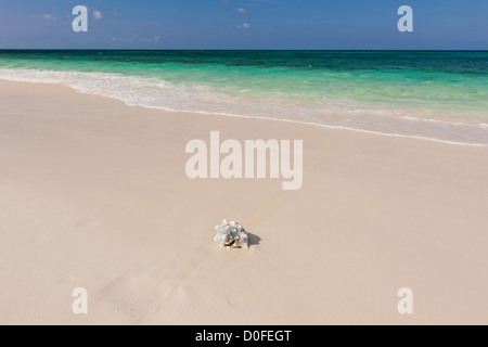 Ocean Beach an Bita Bucht an Green Turtle Cay, Bahamas. Stockfoto