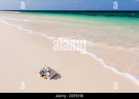 Ocean Beach an Bita Bucht an Green Turtle Cay, Bahamas. Stockfoto