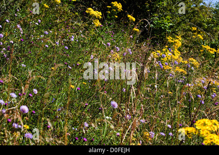 Feld, Witwenblume und Oxford Kreuzkraut Blüte durch Fußweg Wharram Percy Yorkshire Wolds England Stockfoto