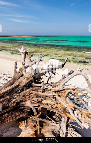 Ocean Beach an Bita Bucht an Green Turtle Cay, Bahamas. Stockfoto