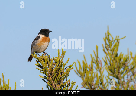 Braunkehlchen Männchen, Saxicola Rubetra, männliche Braunkehlchen Stockfoto