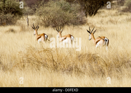 Herde von Springbock in der Steppe von Namibia Stockfoto