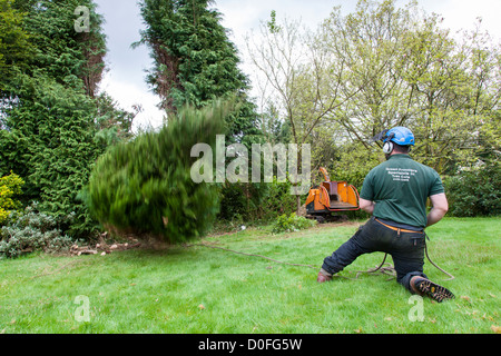 Baumpfleger zieht an einem Seil zu einen Leylandii Baum, England fiel. Stockfoto
