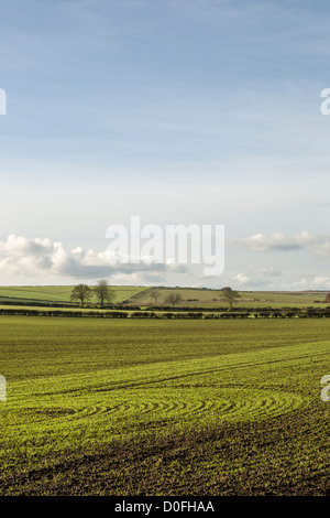 Muster in neu gesäten Kulturen gemacht von der Herbst-Sonne, East Yorkshire, England Stockfoto