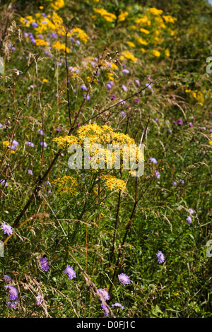 Oxford-Kreuzkraut blüht durch Fußweg Wharram Percy Yorkshire Wolds England Stockfoto