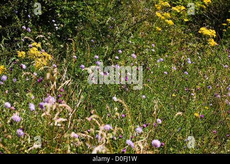 Feld, Witwenblume und Oxford Kreuzkraut Blüte durch Fußweg Wharram Percy Yorkshire Wolds England Stockfoto