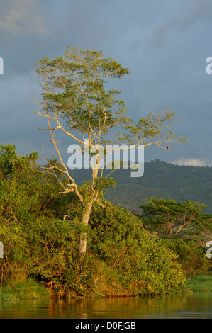 Eine einzelne Fischadler (Pandion Haliaetus) thront auf einem Baum, Tarcoles Fluss Costa Rica Stockfoto