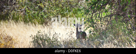 Ein paar Dik Diks aussehen behutsam in die Kamera unter einem Pinsel. Serengeti Nationalpark, Tansania Stockfoto