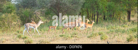 Impalas grasen in der afrikanischen Savanne. Serengeti-Nationa-Park, Tansania Stockfoto