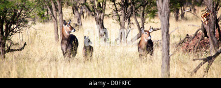Wasserböcke Scannen für Gefahr in der Savanne. Serengeti Nationalpark, Tansania Stockfoto