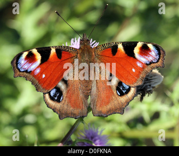 Europäischen gemeinsamen Peacock Butterfly (Inachis Io, Aglais Io) auf Nahrungssuche auf einer Distel Blume Stockfoto