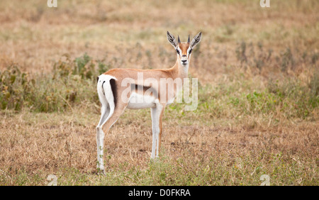 Ein Porträt von einem Thompson Gazelle. Serengeti Nationalpark, Tansania Stockfoto