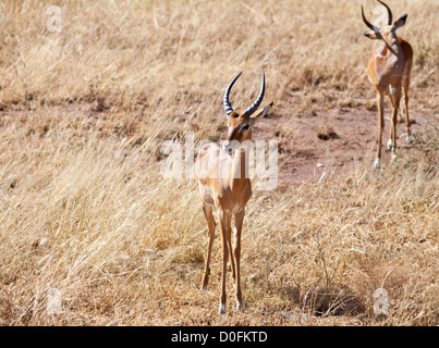 Impalas grasen in der afrikanischen Savanne. Serengeti Nationalpark, Tansania Stockfoto