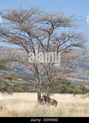 Ein Topi steht mit seinen Kopf zwischen zwei Akazien. Serengeti Nationalpark, Tansania Stockfoto