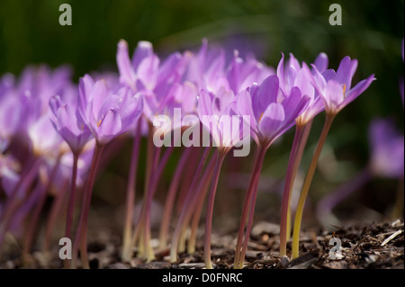 Herbstcrocues in Blüte bei RBG Kew, Wakehurst Place in West Sussex UK. Stockfoto