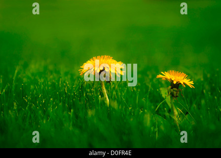 Grünen Rasen mit gelbe Feder Löwenzahn wächst Stockfoto