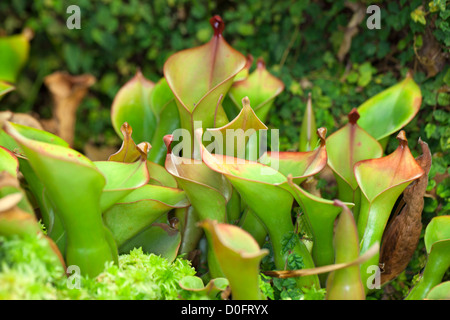 Marsh Kannenpflanze, Flugtrumpet (Heliamphora nutans) Stockfoto