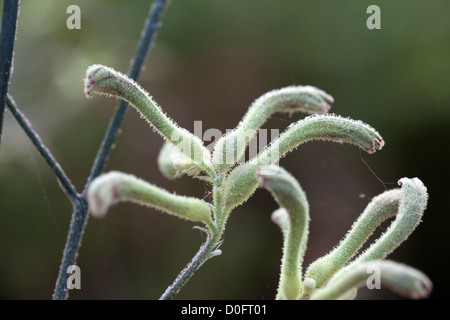 Gelbe Kangaroo Paw, Gul kängurutass (Anigozanthos flavidus) Stockfoto