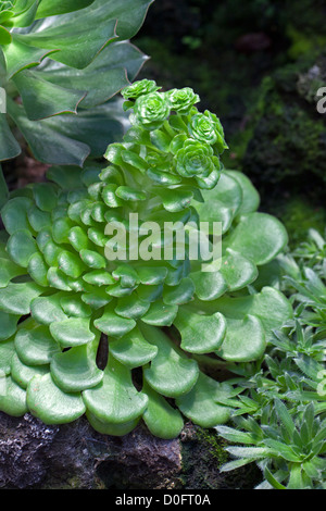 Baum Hauswurz, Disc Hauswurz (Aeonium glandulosum) Stockfoto