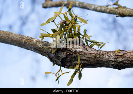 Mistel, Mistel (Viscum album) Stockfoto