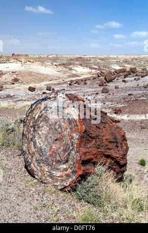 Versteinerte Abschnitt eines Baumes im Petrified Forest National Park in Arizona. Stockfoto