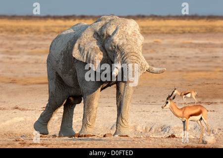 Große afrikanische Elefant (Loxodonta Africana) Bull Schlamm, Etosha Nationalpark, Namibia Stockfoto