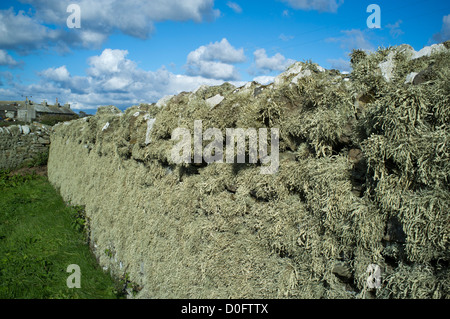 dh Flechten UK Ramalina Siliquosa Meer Elfenbein Flechten an Kirchhof-Wand Stockfoto