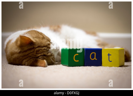 Schlafende Katze auf Teppichboden mit Holzklötzen Stockfoto