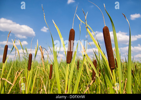 Rohrkolben oder Rohrkolben gegen einen wunderschönen blauen Himmel mit Wolken. Stockfoto