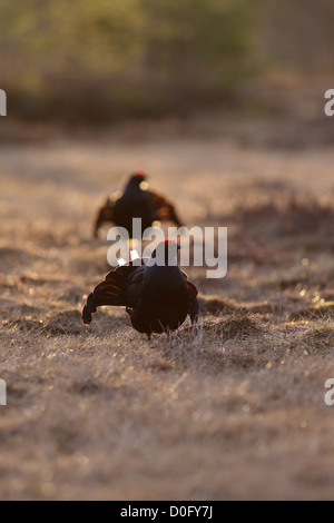 Birkhuhn Lekking auf norwegischen Sumpf Stockfoto