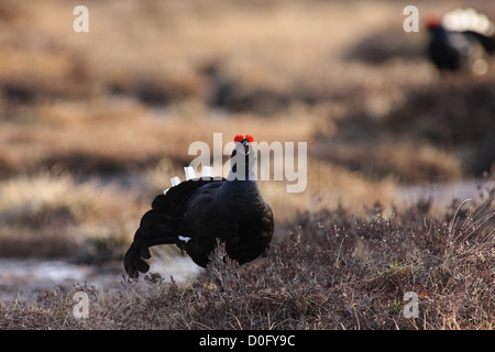 Birkhuhn Lekking auf norwegischen Sumpf Stockfoto