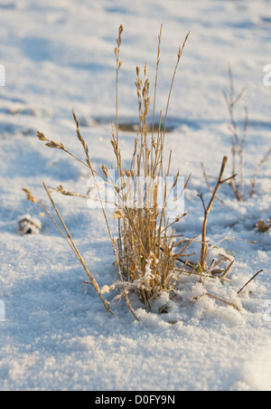 Eine Reihe von Trockenrasen im winter Stockfoto