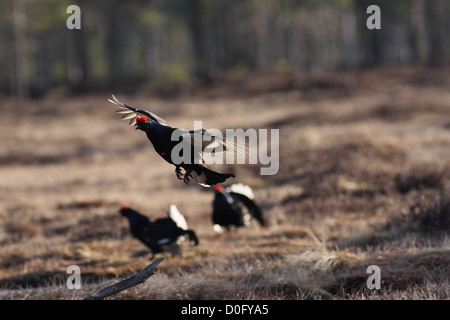 Birkhuhn Lekking auf norwegischen Sumpf Stockfoto