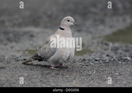 Taube-Porträt Stockfoto