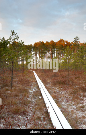 Hölzerne Naturlehrpfad im Naturschutzgebiet Alam Pedja, Estland, Europa. Stockfoto