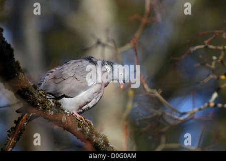 Woodpigeon (Columba Palumbus), Estland, Europa. Stockfoto