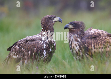 Zwei junge Seeadler (Haliaeetus Horste). Europa, Estland Stockfoto