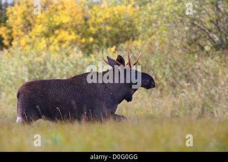 Stier Elch (Alces Alces) in den frühen Morgenstunden. Europa Stockfoto