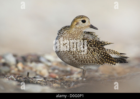 Goldregenpfeifer (Pluvialis Apricaria), Europa Stockfoto