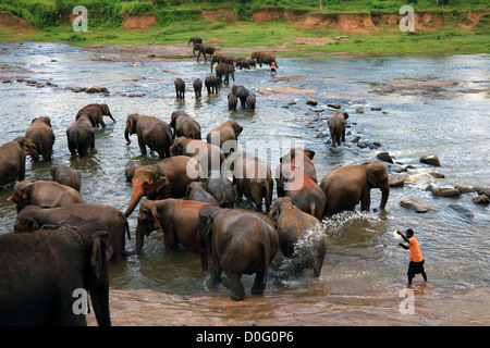 Mahoods Waschmaschine die Elefanten von Pinawalla Elephant Orphanage, Kegella, Sri Lanka im örtlichen Fluss Stockfoto