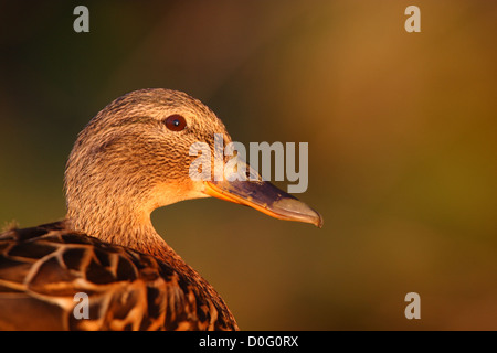 Porträt von weiblichen Stockente (Anas Platyrhynchos), Europa Stockfoto